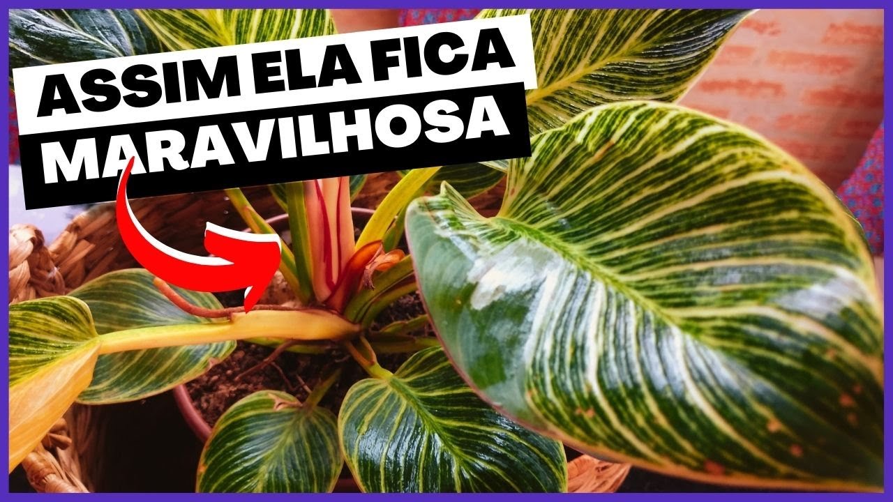 Filodendro birkin: como deixar sua planta sempre linda
