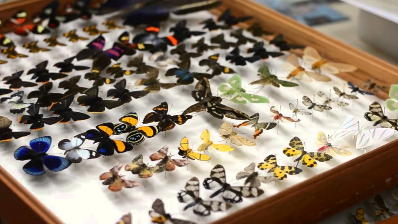 Coleção Entomológica UFPR - Lepidoptera / CNPq