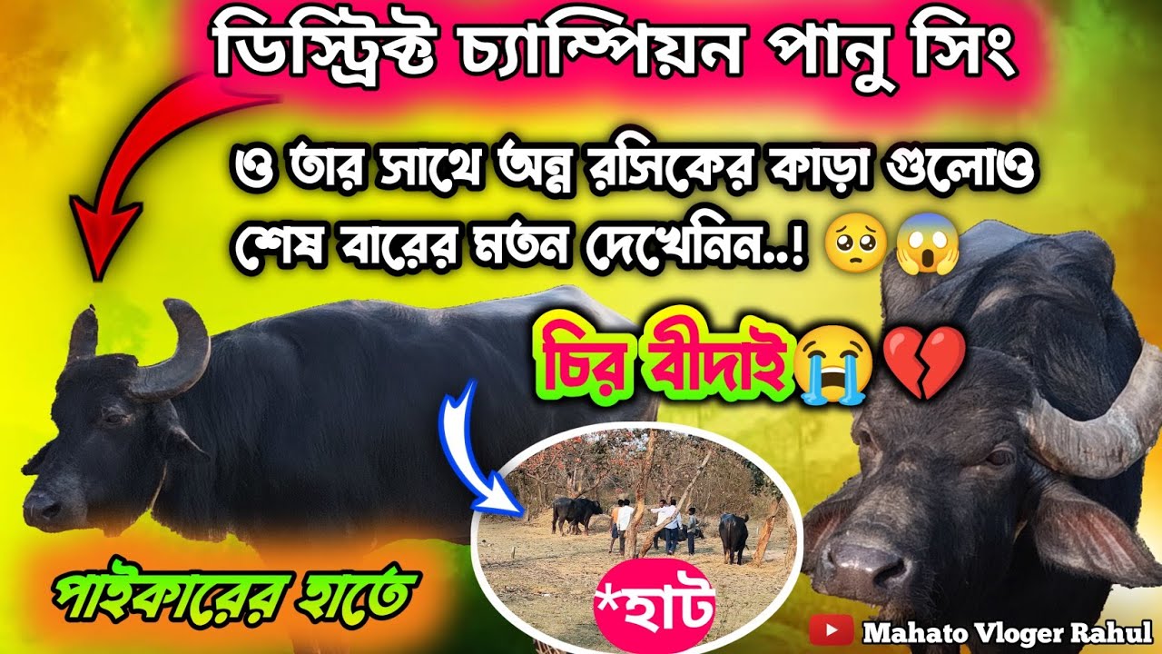 ডিস্ট্রিক্ট চ্যাম্পিয়ন পানু সিং ও তার সাথে অন্ন রসিকের কাড়াগুলোও শেষ বারের মতন দেখেনিন😭চির বীদাই💔🥺