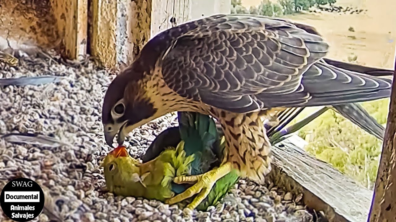 45 Momentos Feroces De Aves Rapaces Y Cacer&iacute;as Atrevidas | Animales Salvajes