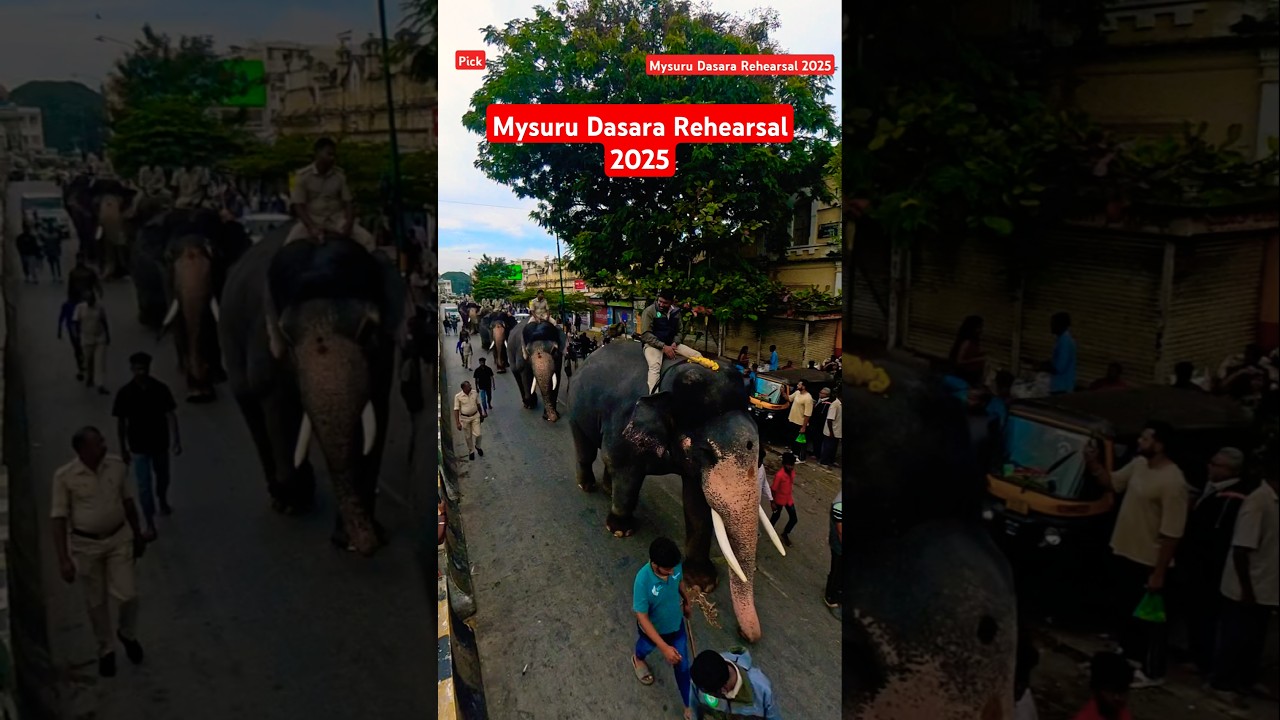 0630 Mysuru Dasara Elephant Rehearsal 2025