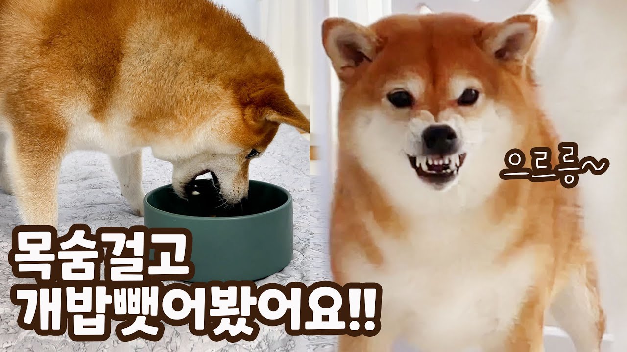 강아지 밥그릇을 뺏어보았더니..!!