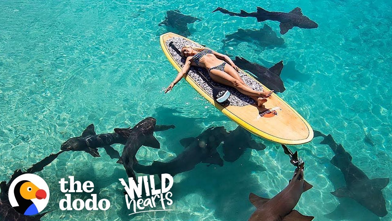 Watch This Marine Biologist Swim With Sharks | The Dodo Wild Hearts