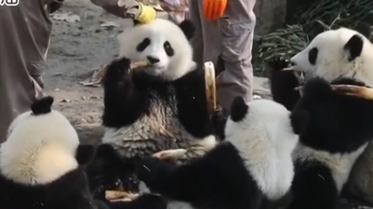 🐼Baby QiaoBaoBao is so Cute, Nanny Can't help But touch his Head ❤💜| Panda HappyLand