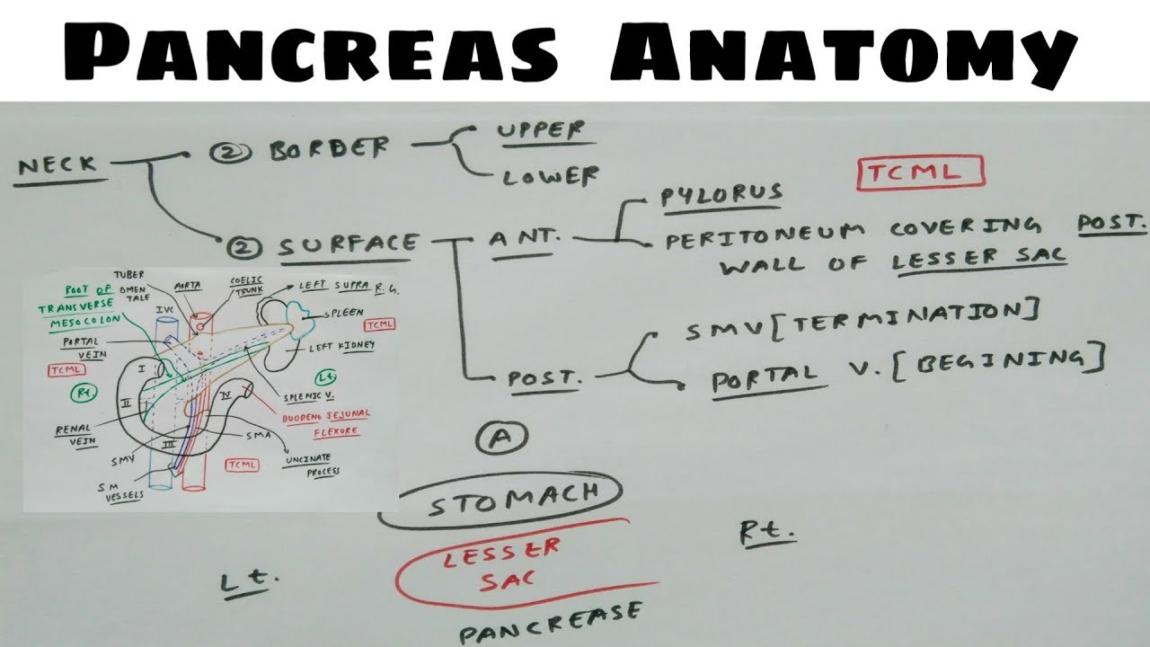 Pancreas Anatomy | Part 3 | Neck Relation | Chart | TCML