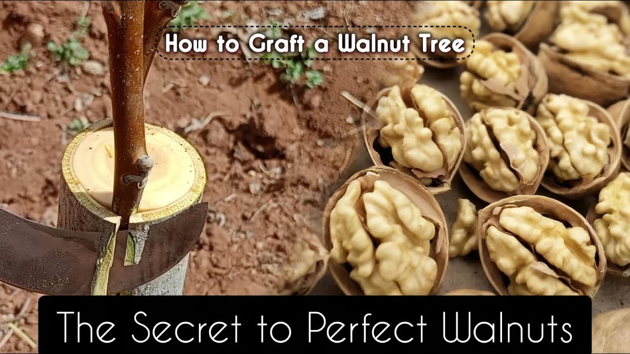 Mastering bark grafting on large walnut rootstocks for high success rates this spring