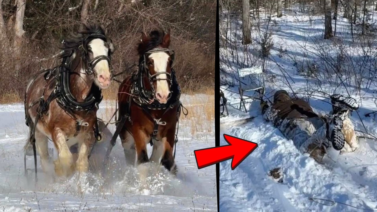 Clydesdale Horses DRAGGED Me Through The Snow!