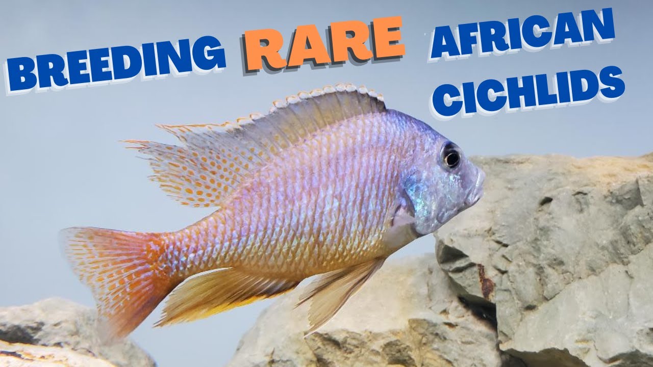 How to Strip and Artificially Hatch African Cichlid Eggs