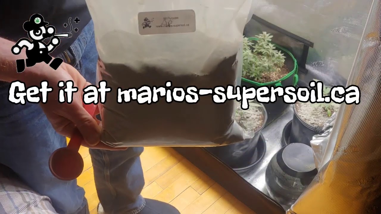 Canadian Restore Mario's Super Soil Applying All Purpose 3 3 3 to Sour Diesel Autoflower #soil #tnb