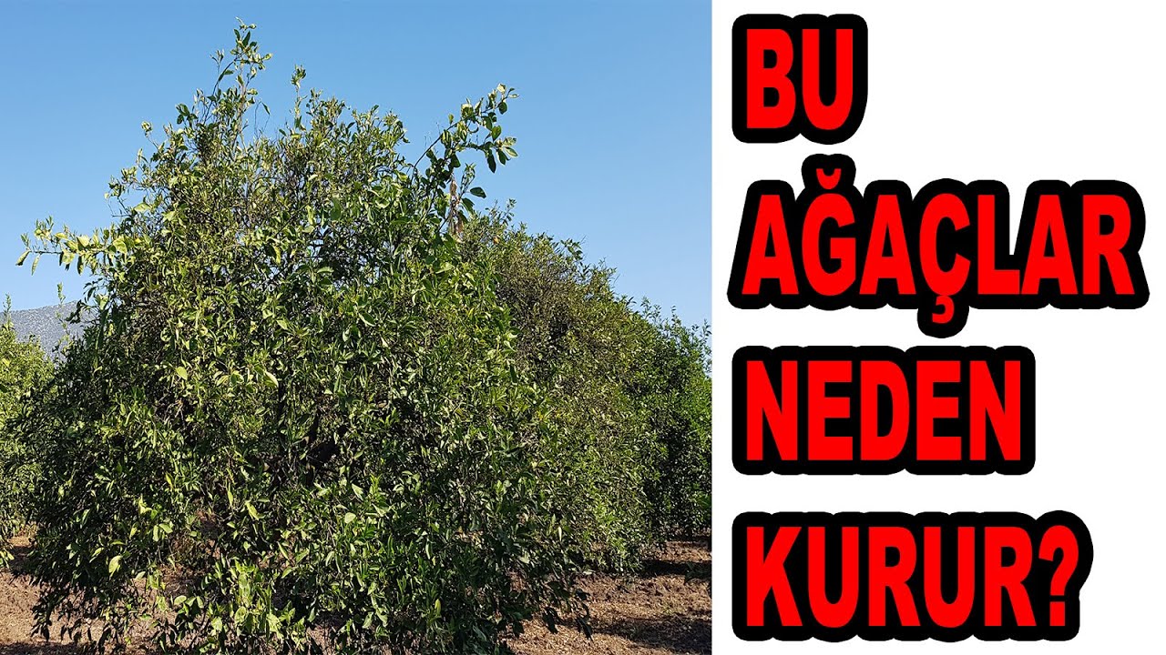 TURUNÇGİL AĞAÇLARINIZ NEDEN YAPRAK DÖKER VE KURUR?