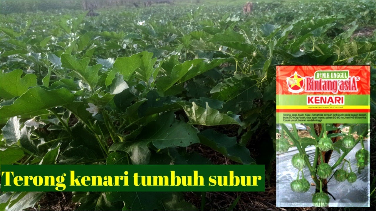 Tanam terong lalap varietas KENARI dari Bintang asia