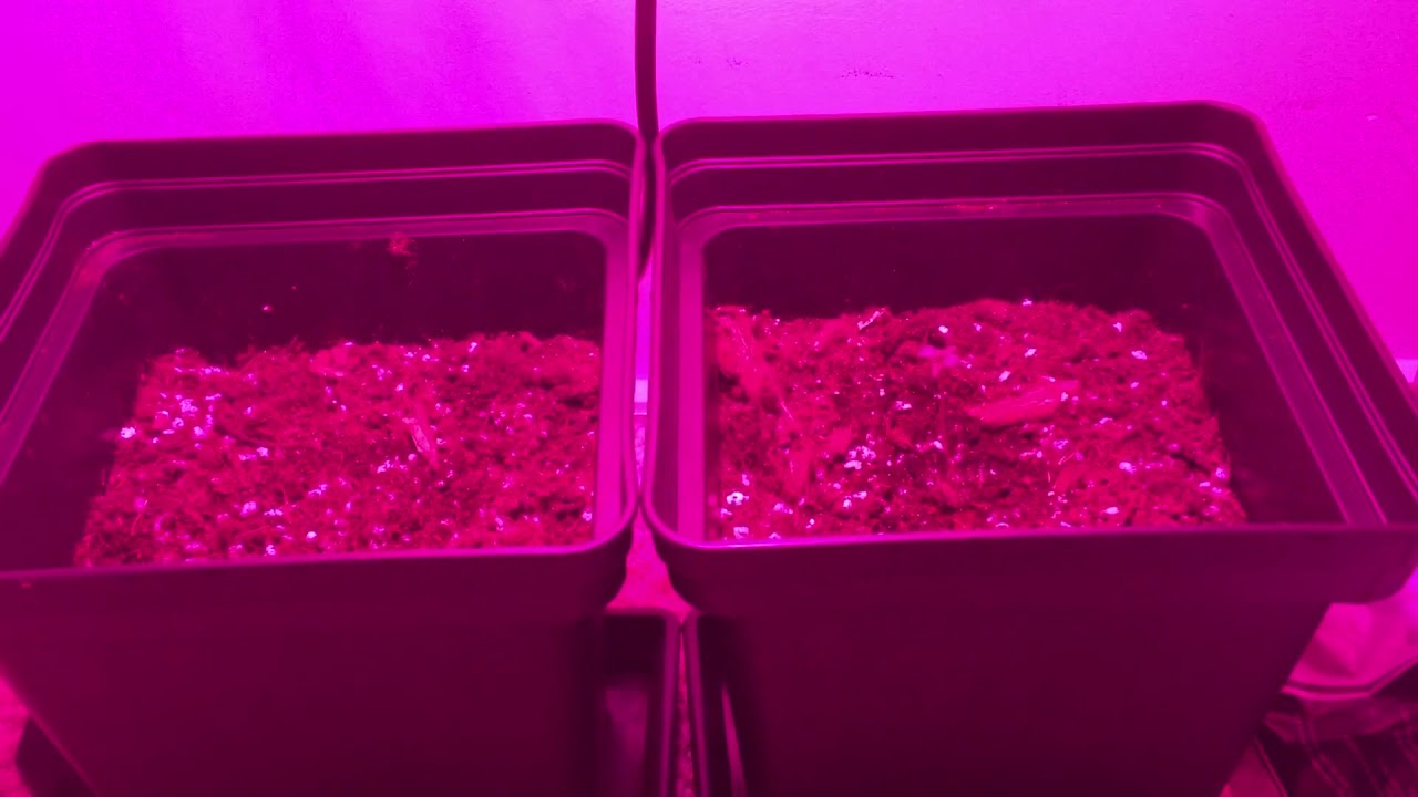 Seguimiento 1 West Coast OG - Northern Auto - Indoor
