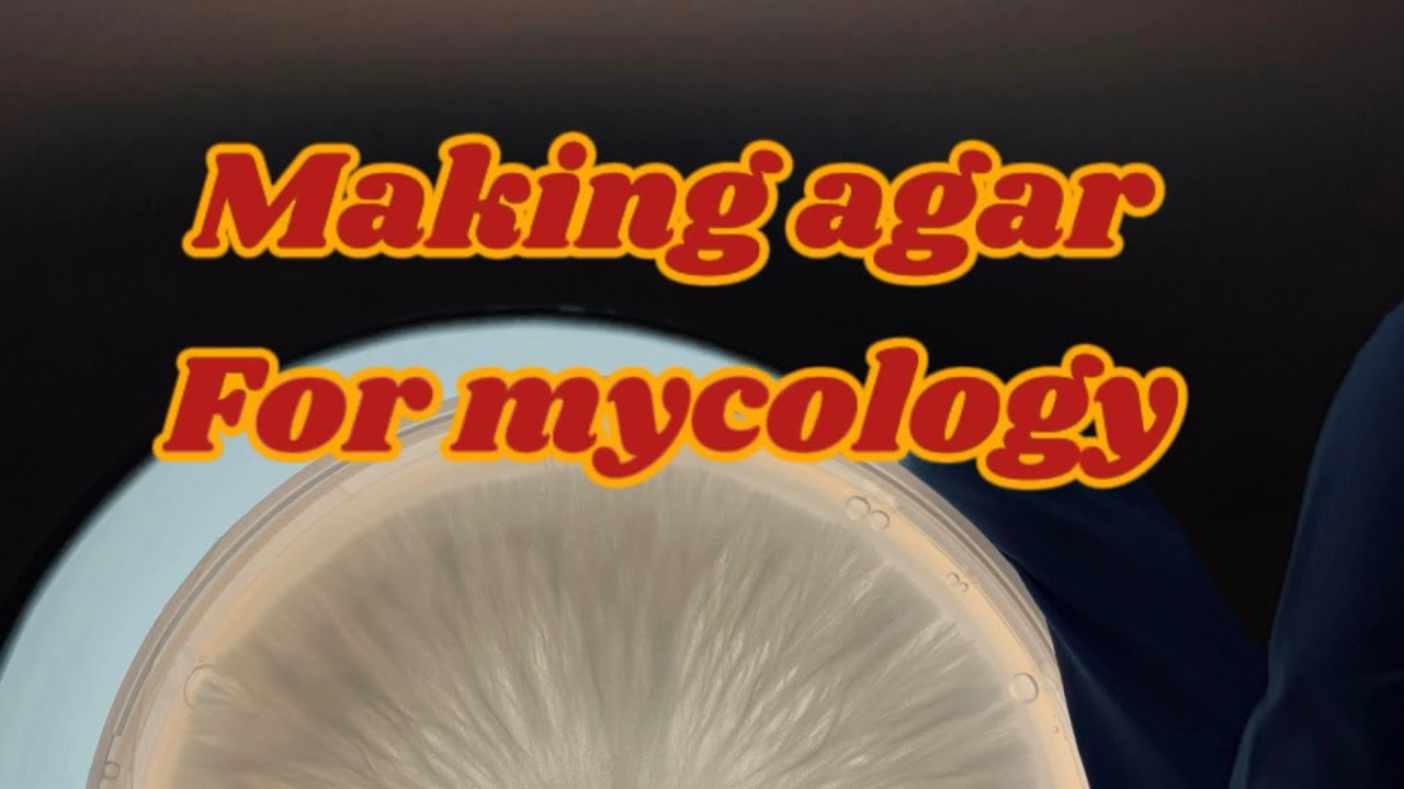 Agar for mycology. How to make agar. LME. Mushroom cultivation.