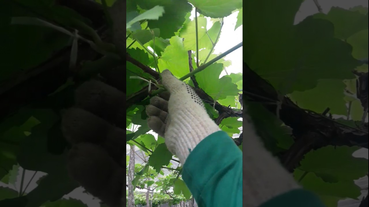HOJE REALIZAMOS A DESFOLHA E DESNETAGEM! #frutas #plantas #fruticultura #viticultura #uvas #agro