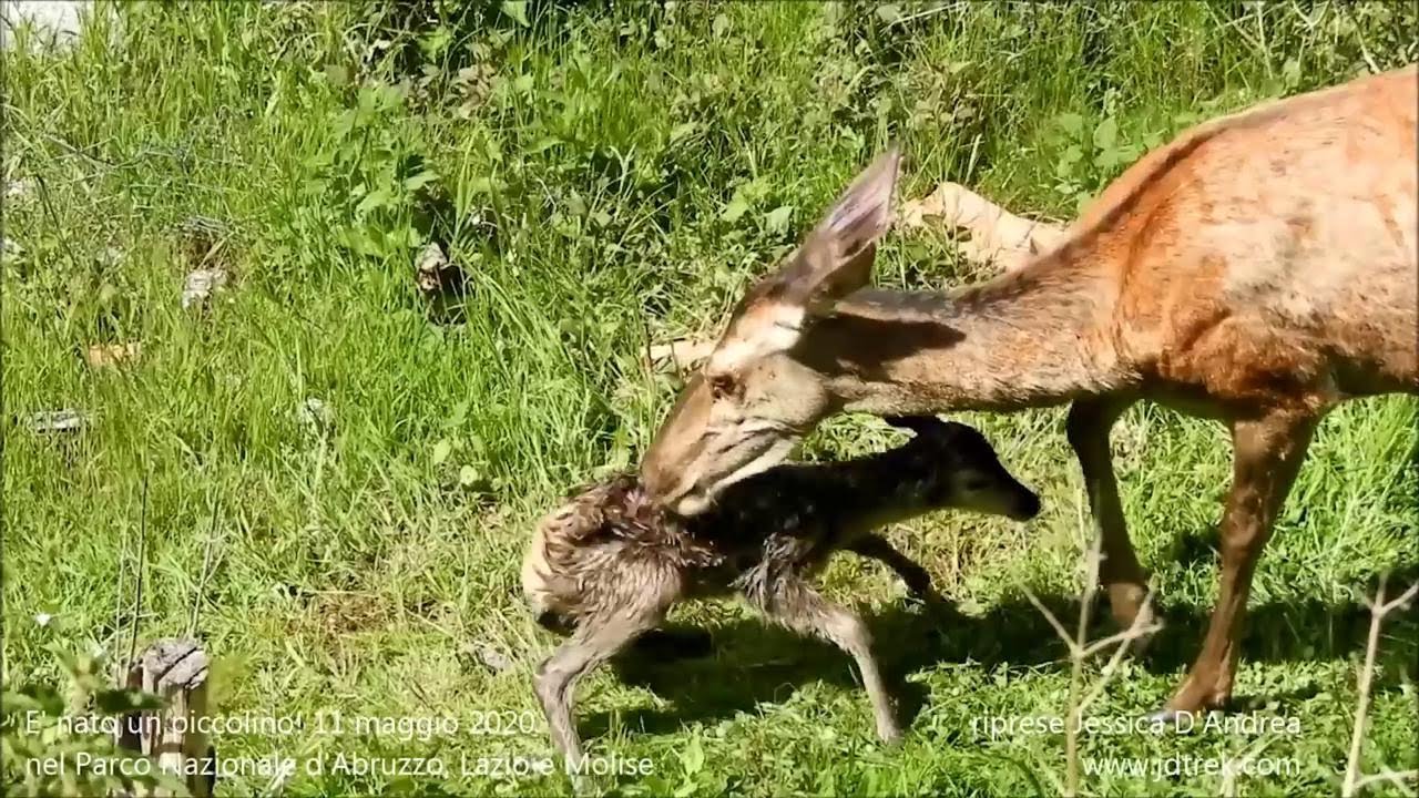 Abruzzo, cerbiatto nasce in un giardino a pochi metri da una casa: il piccolo prova ad alzarsi