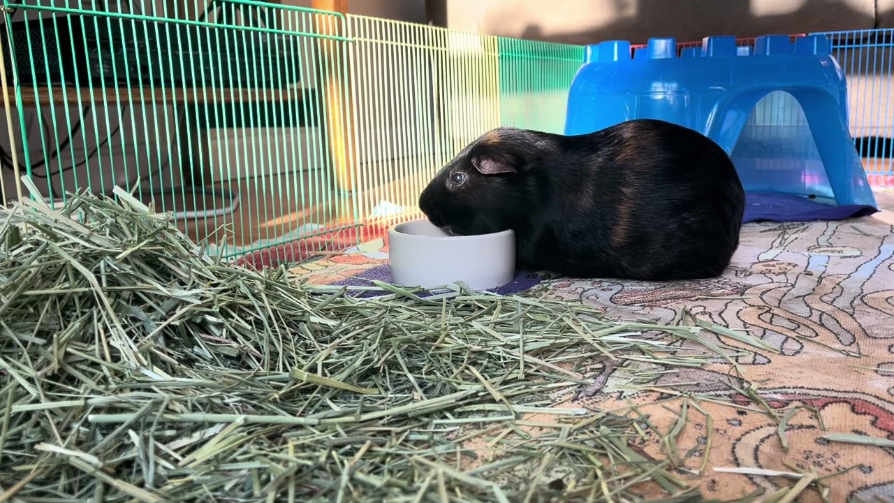Eating Pellets With Chewing Sounds Part 2 - February 21, 2026