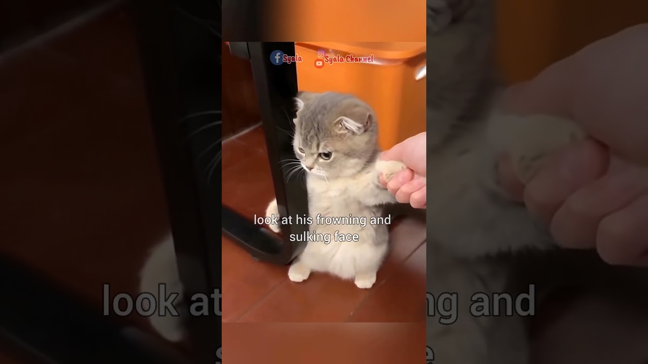 Anak kucing merajuk 😁 