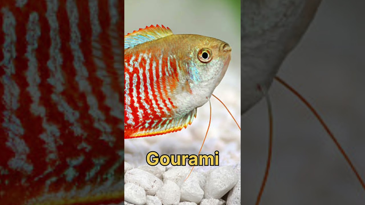 Top 5 fishes that can live without oxygen pump😲😲 #youtubeshorts #viralshort #shorts #short #fish