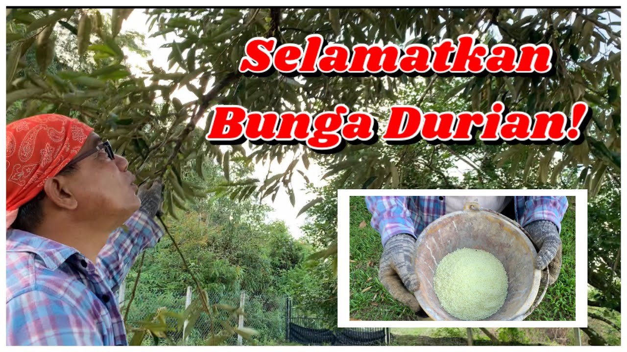 Selamatkan Bunga Durian I Nitrabor = Calcium Nitrate + Boron