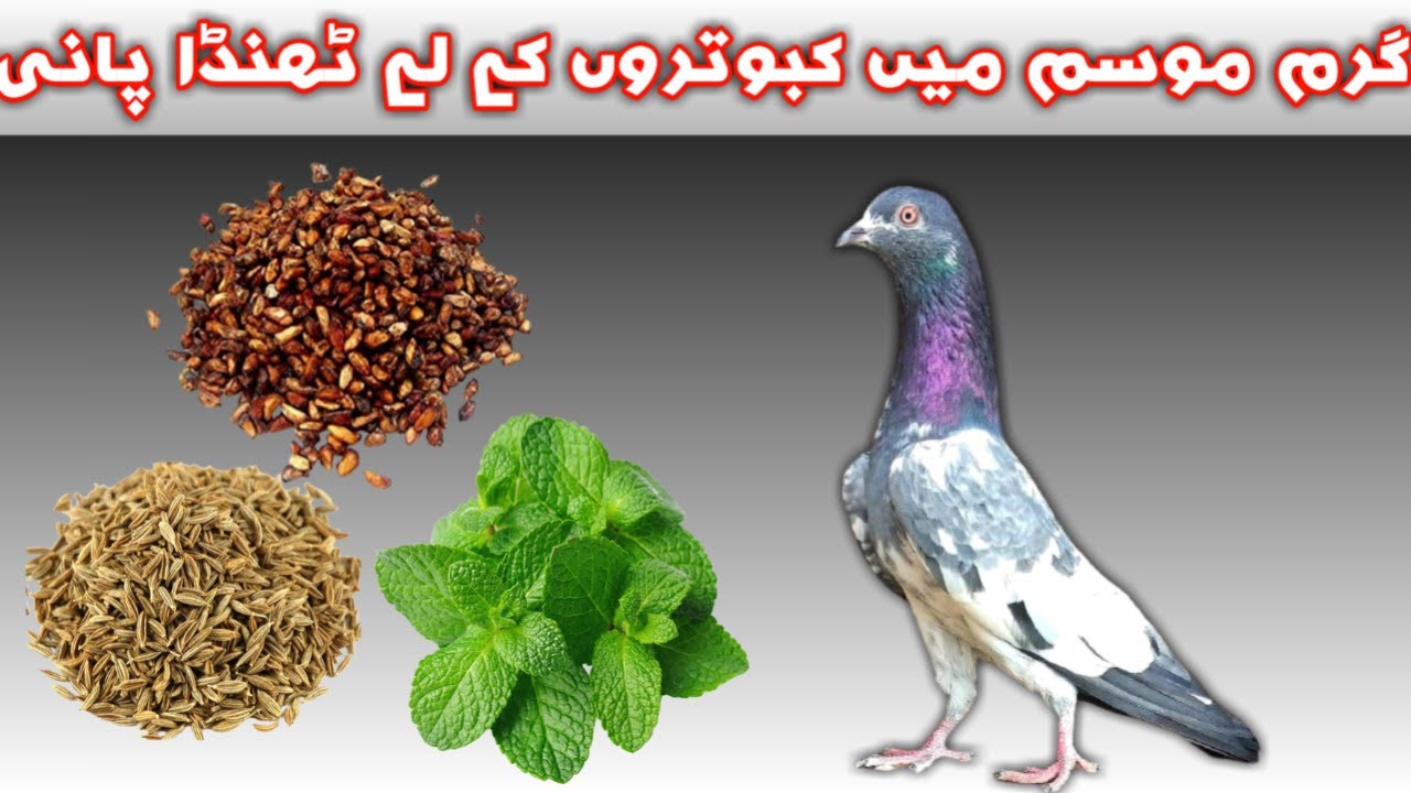 Cool Water For Pigeons Hot Summer Season Thanda Pani kabootar k Liay (URDU/HINDI)
