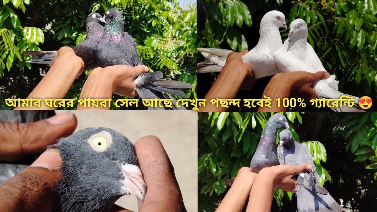 অনেক দিন পর আমার ঘরের ময়না jack , চকলেট দমা নাপ্তা sall korbo ,......