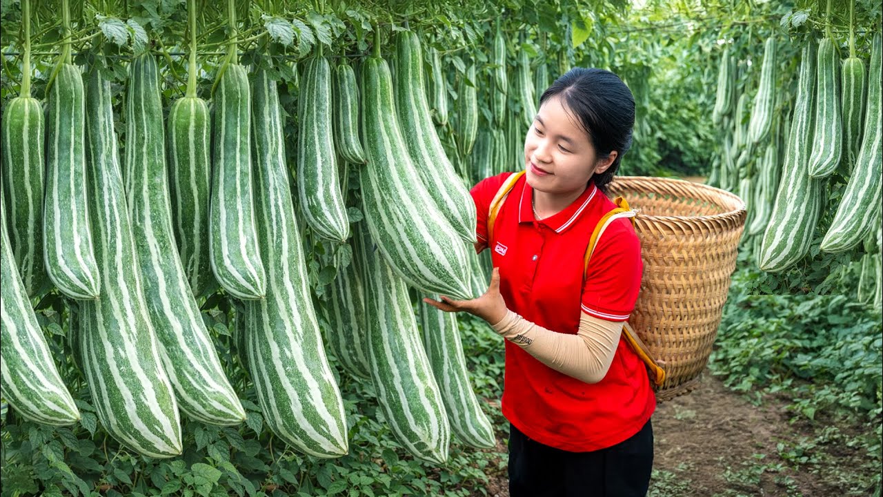 Harvesting Mutant Snake Gourd Fruits Goes To Market Sell | Gardening and Pick Cucumber