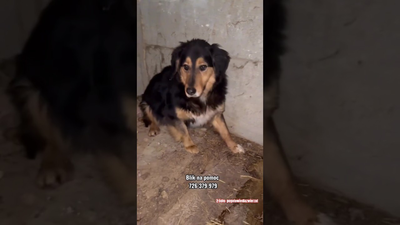Relacja z Sobolewa od Pogotowia dla zwierząt 🐶 
