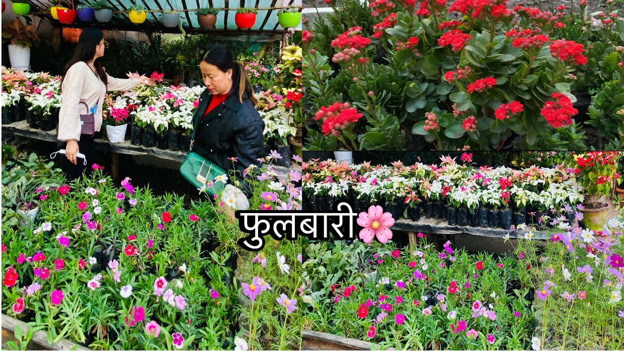 Seasonal ful haru kinna nana ji haru Udayapur dekhi Dharan samma aaunu vyo😮🌸|| Anjila nursery dharan