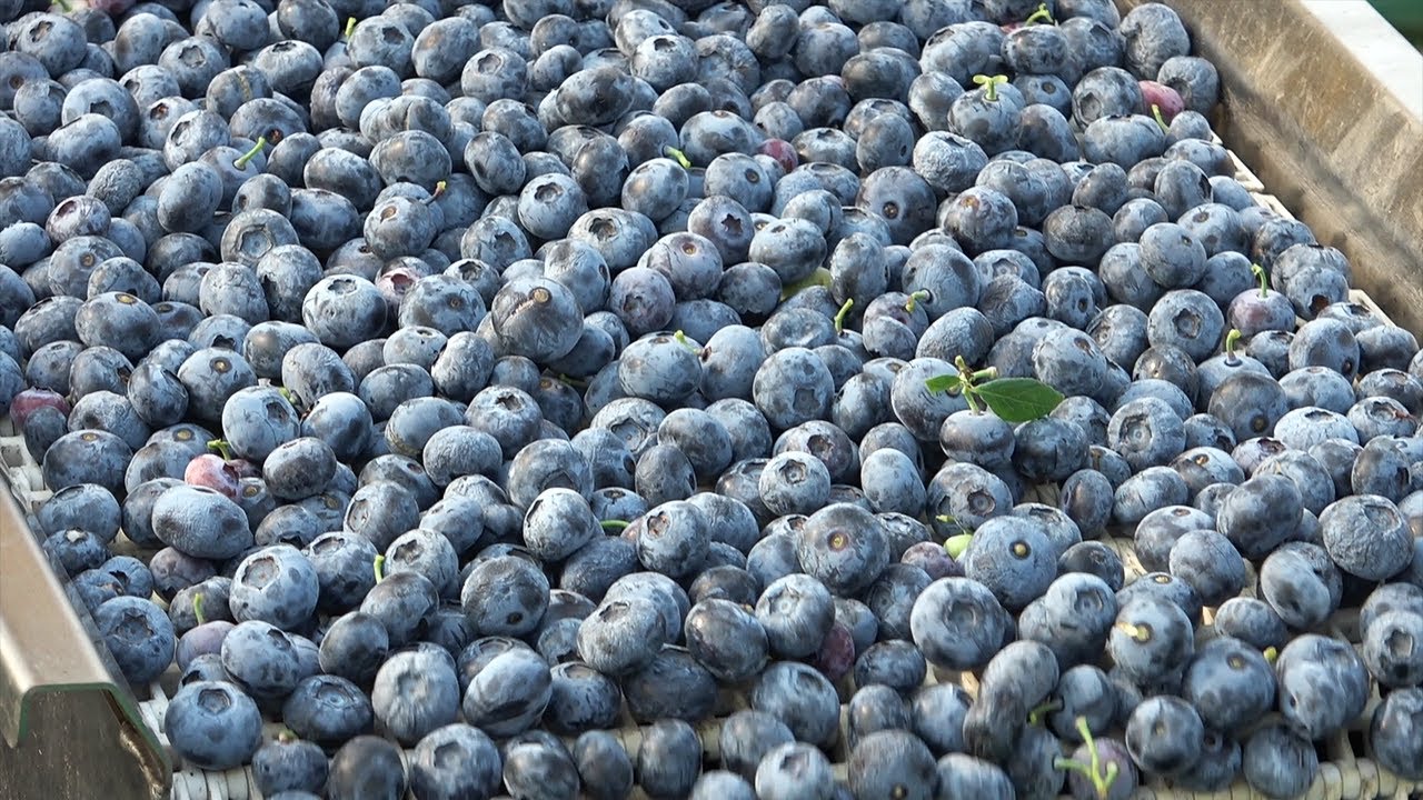 OXBO 7450 Berry Harvester | Year-End Clean-Up Pick Highlights