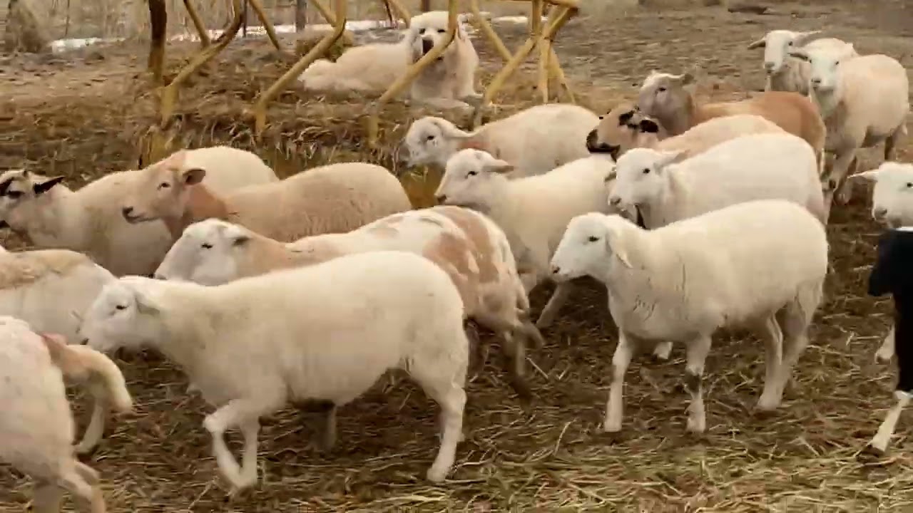 Katahdin Replacement Ewe Lamb Management