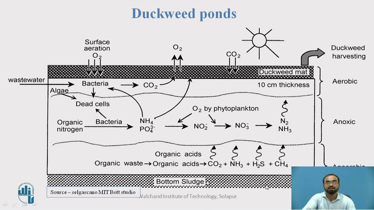 Duckweed ponds
