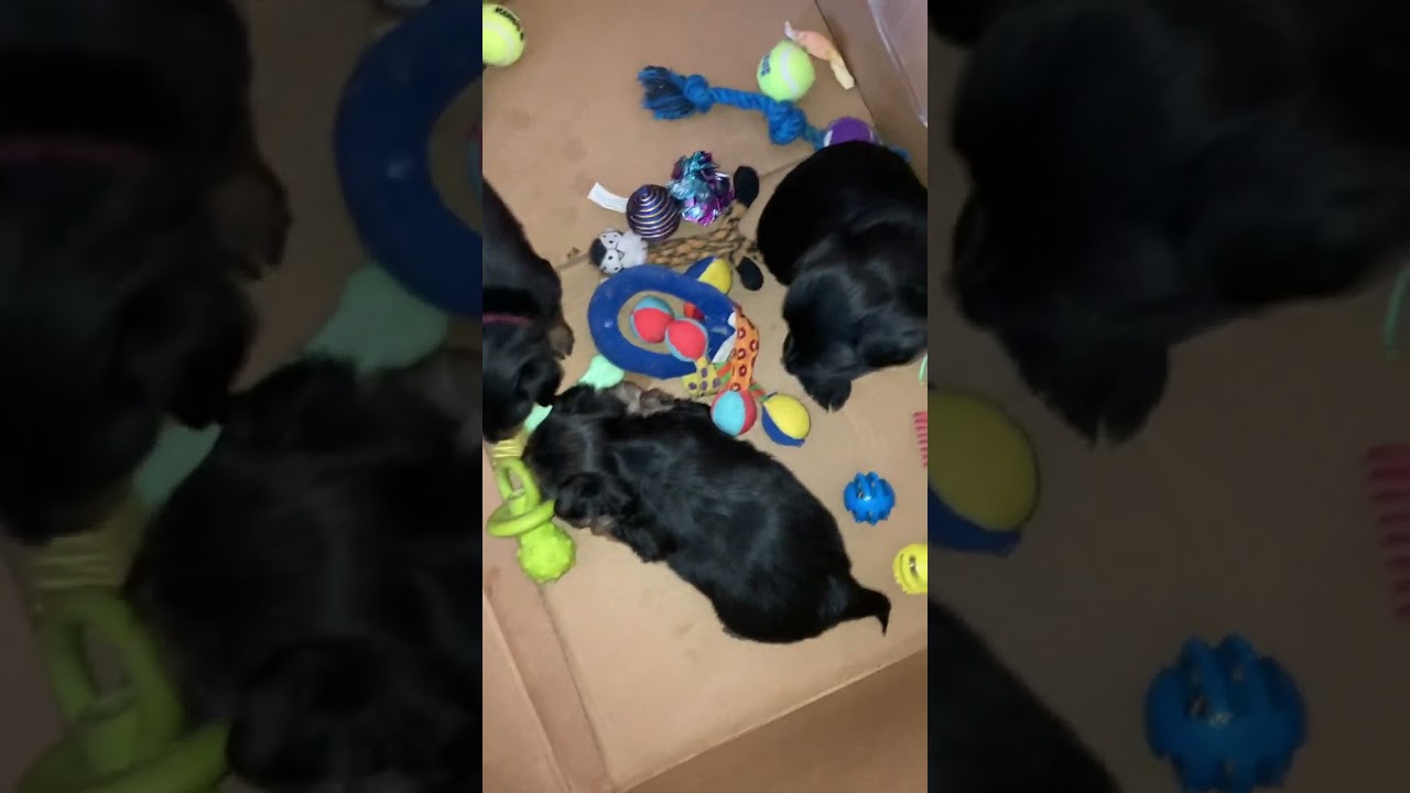 Pup’s play with toys