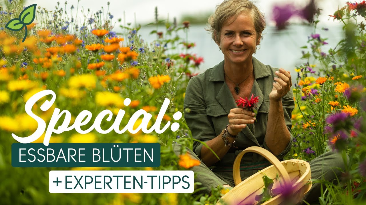 🌸 Essbare Blüten 🌸 I Tipps & Wissenswertes von Naturgärtnerin Angelika Ertl 🌻