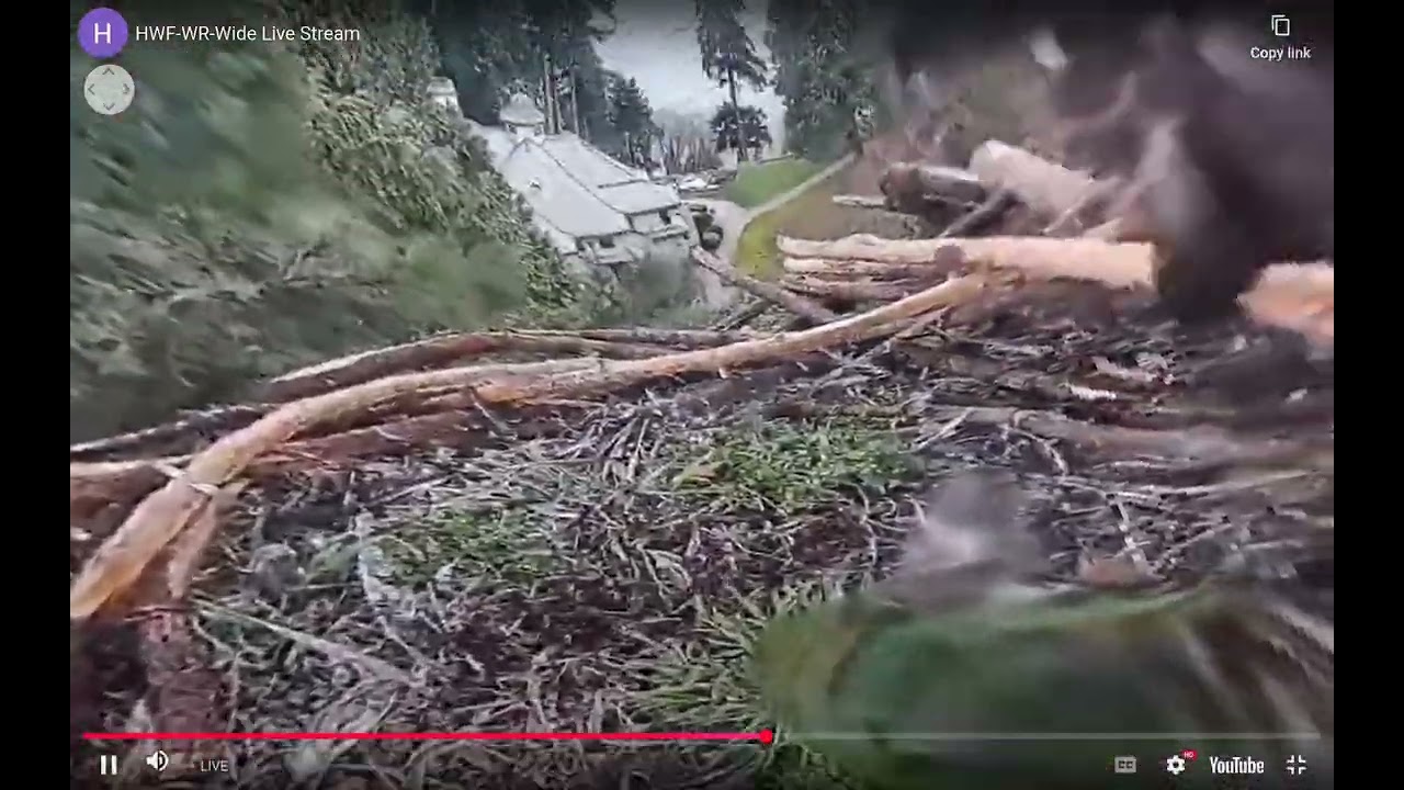 Feb 17, 2026 HWF White Rock, BC Eagles- Via Fisheye- Eagles Visit- Dad Breaks Branch and Flies to PT