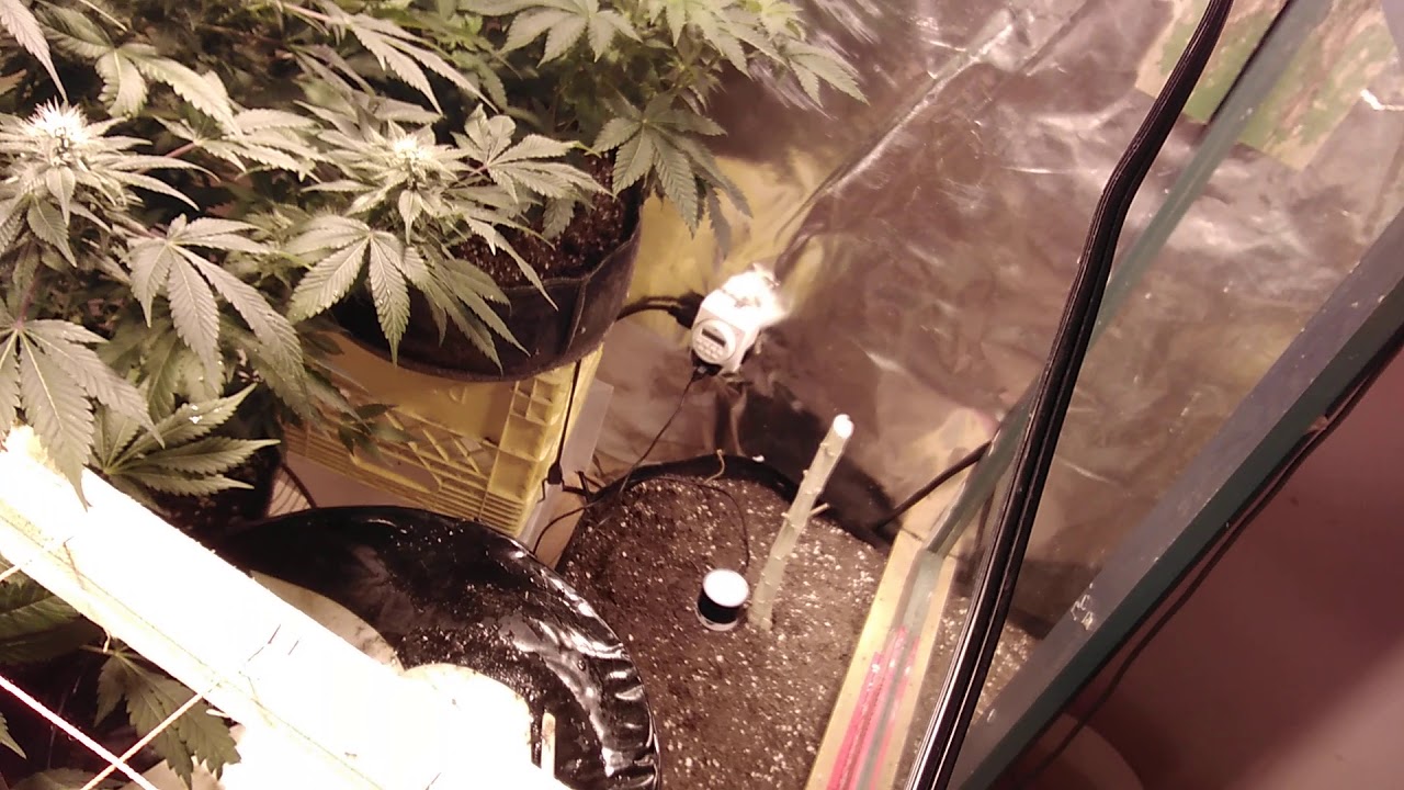 Blue cheese, og cheese ,white widow in good sounding vibrations