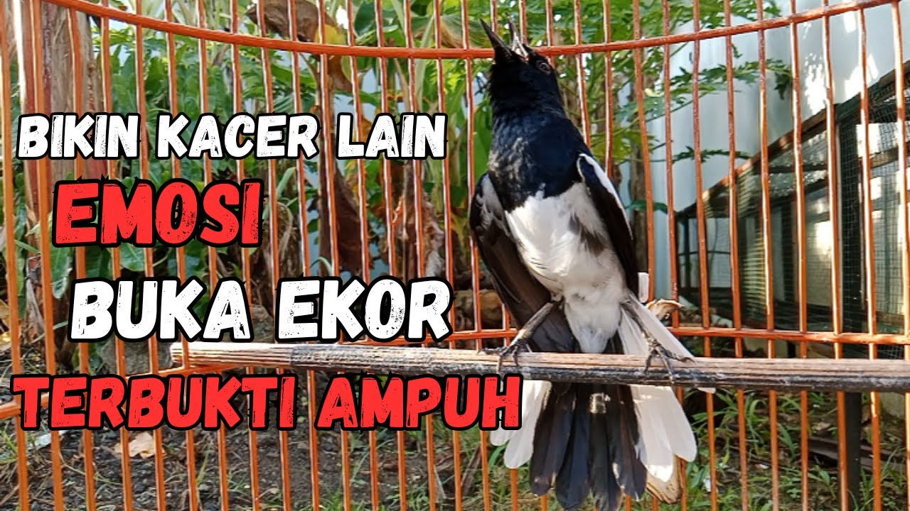 AWAS KACERMU KONSLET JEBOL EMOSINYA DENGAR INI LANGSUNG ON BONGKAR ISIAN !! KACER GACOR ISIAN.