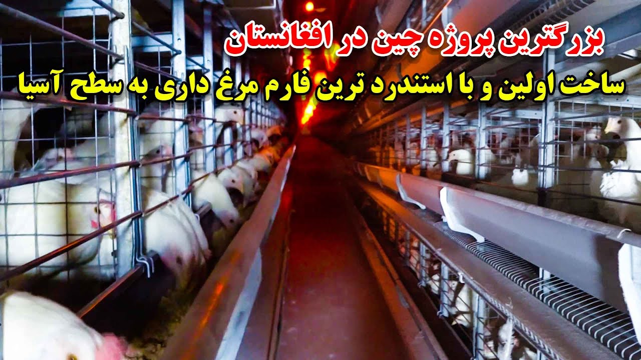 بزرگترین فارم مرغدای افغانستان با استندرد ترکیه وتولید یک صدهزار تخم مرغ در روز