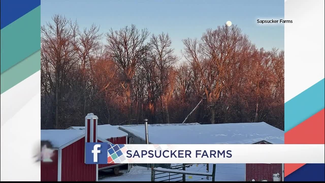 Sapsucker Farms