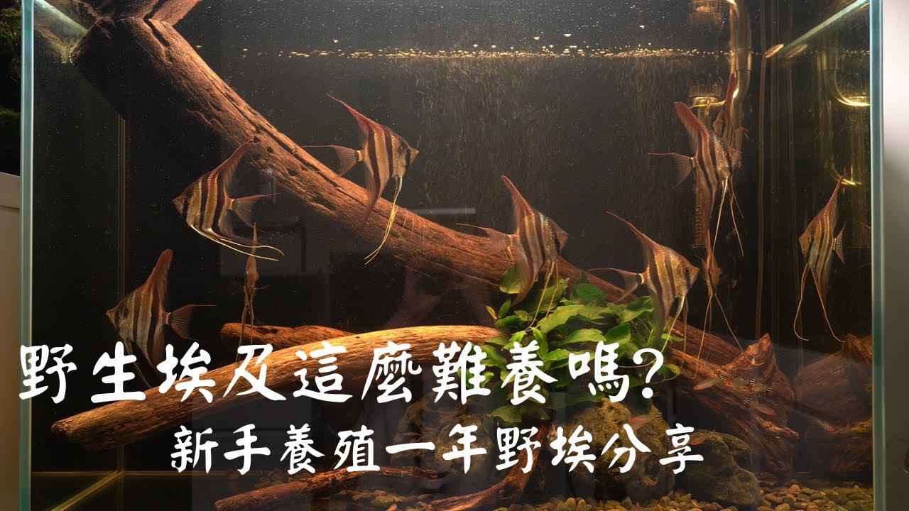 野生埃及很難養嗎?新手養殖一年心得分享!!