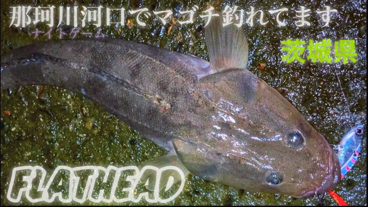【シーバス釣り】那珂川河口でマゴチ釣れてます〜#シーバス #那珂川 #マゴチ 