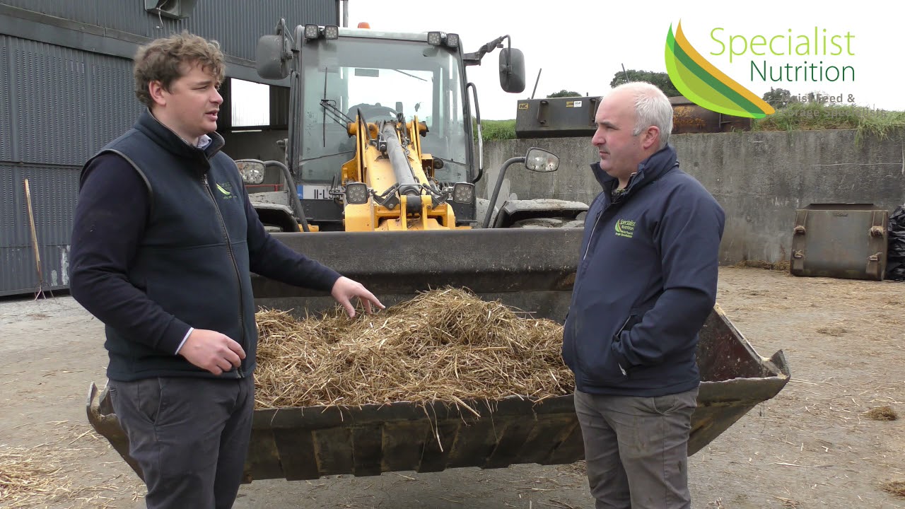 Dry Cow Nutrition | Specialist Nutrition