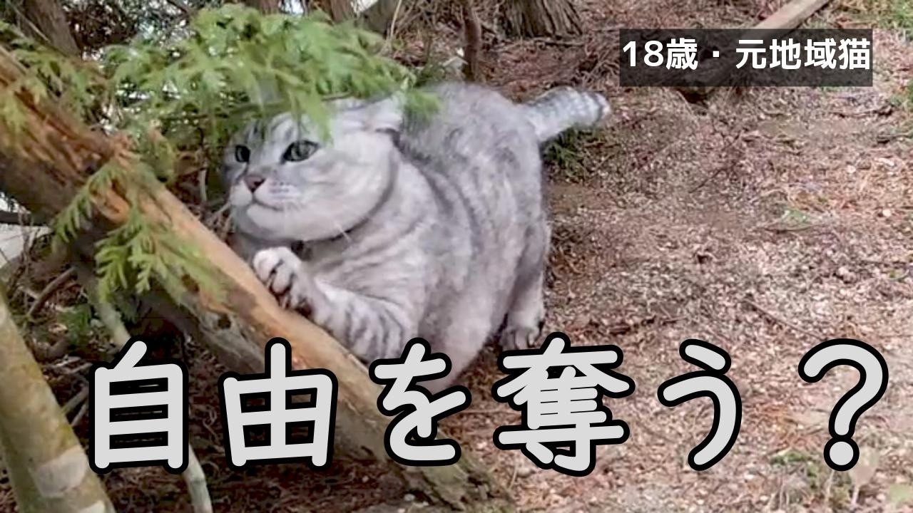 18歳の猫、家でトイレはしません。ー家猫プロジェクト2ー♯高齢猫♯地域猫♯保護猫♯猫のいる暮らし