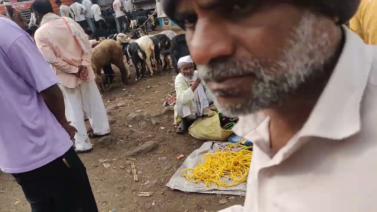 मुरूड शेळी बाजार पार्ट 2 ! Murud goat market part 2 (@Rohitsalunke7461 ) #goat #goatmarket #murud 