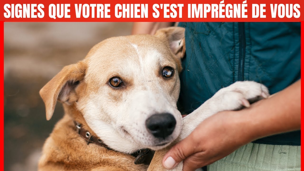 15 signes que votre chien vous considère comme sa Maman