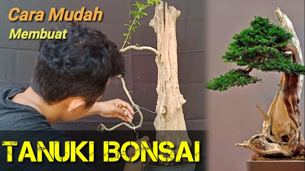 Cara Membuat Tanuki Bonsai dari bahan sederhana #tanuki #bonsai