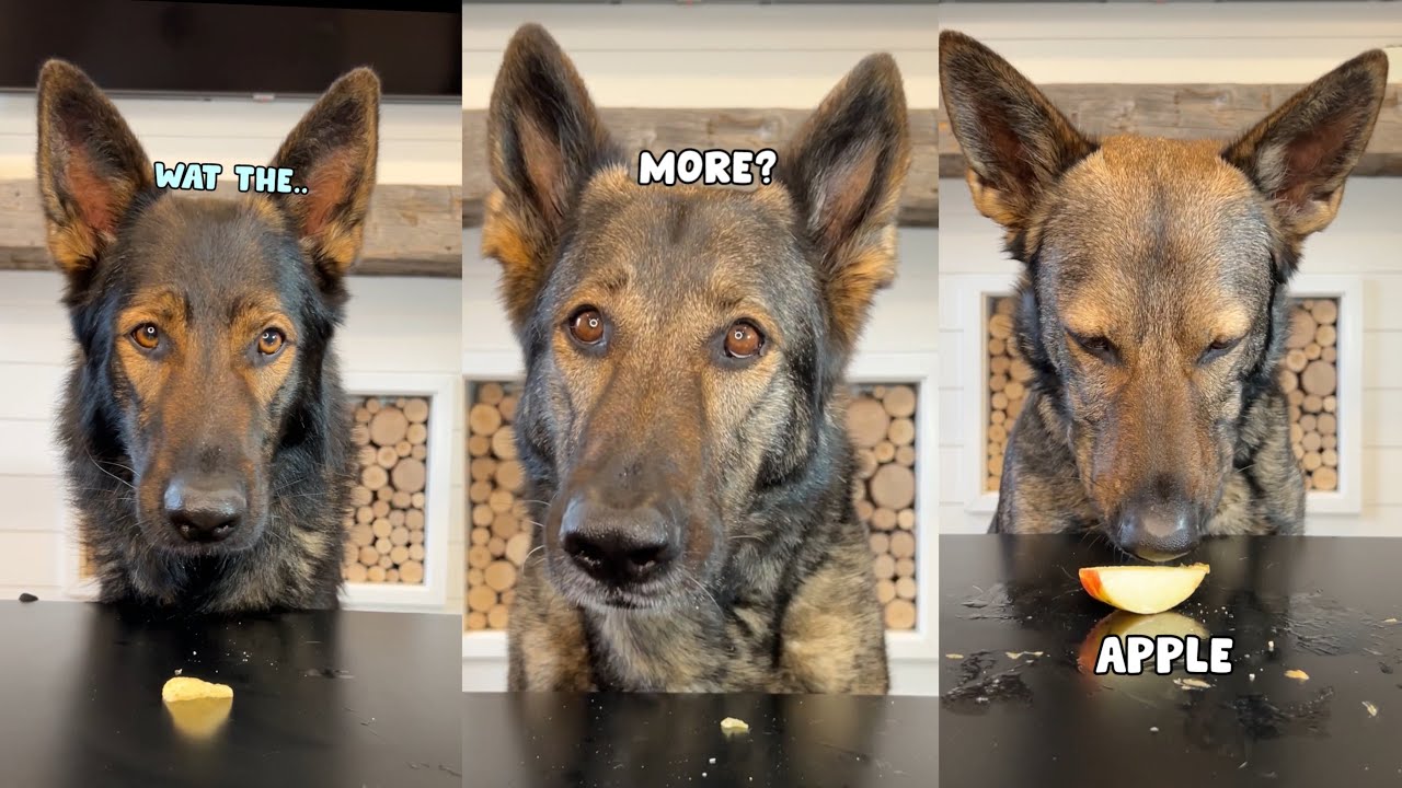 My Funny Dogs Try Different Foods