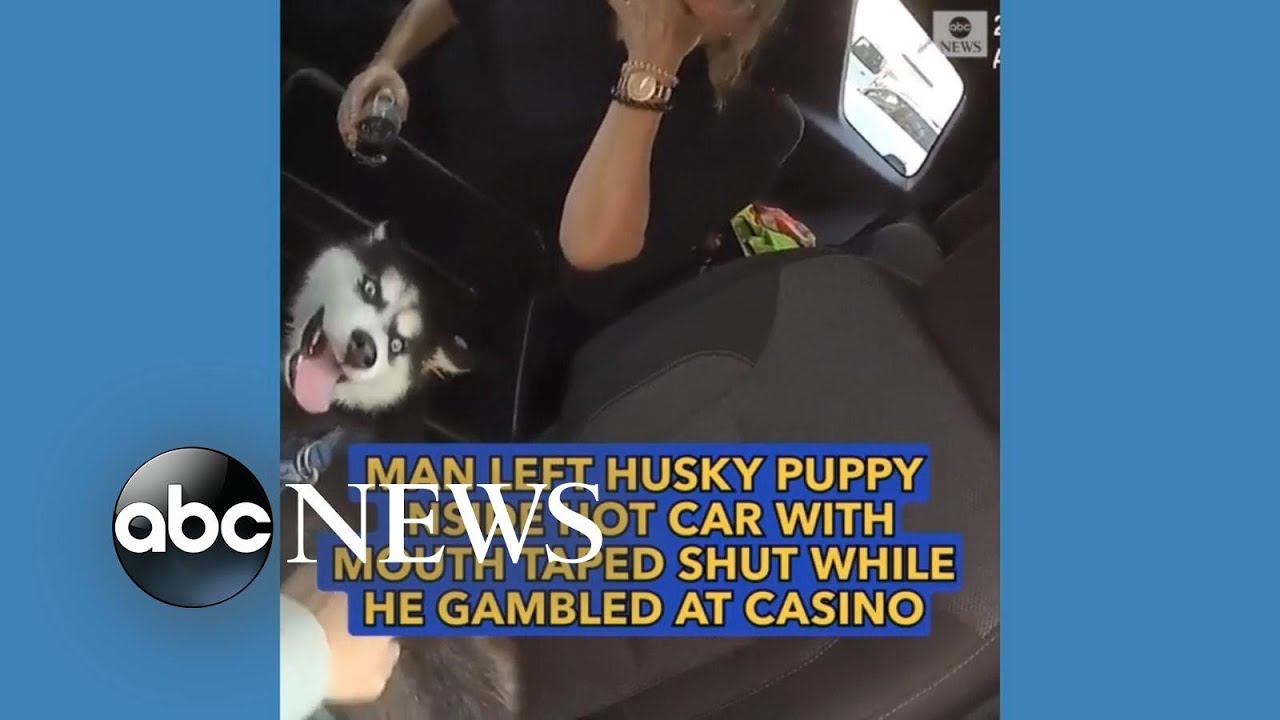 Puppy left inside hot car with mouth taped shut while owner gambled