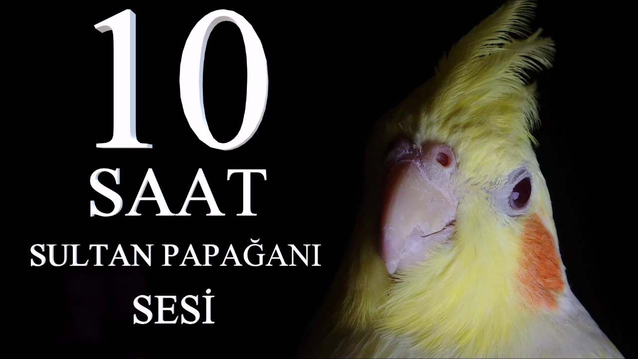 Sultan Papağanı Sesi Ötüşü 10 SAAT