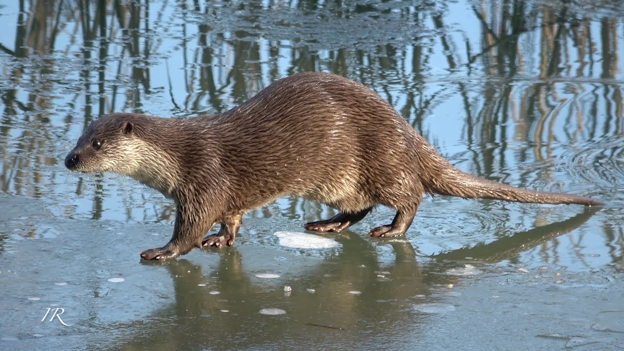 Fischotter (Otter, Lutra lutra)