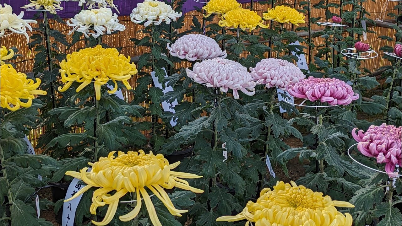 秋の菊花展｜美しい花と静かな時間Beautiful Autumn Chrysanthemums｜A Peaceful Journey Nanyo City, Yamagata Prefecture